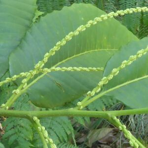 Photographie n°2424418 du taxon Castanea sativa Mill.