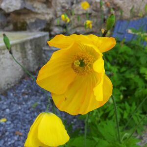 Photographie n°2424424 du taxon Meconopsis cambrica (L.) Vig.