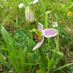 Photographie n°2424446 du taxon Ophrys apifera Huds.