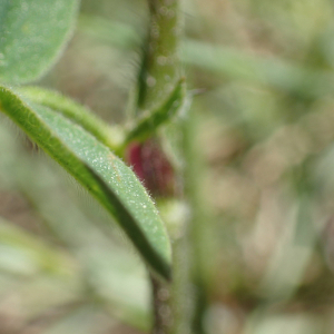 Photographie n°2424482 du taxon Trifolium ochroleucon Huds.