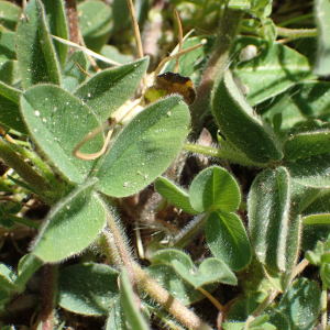 Photographie n°2424488 du taxon Trifolium ochroleucon Huds.