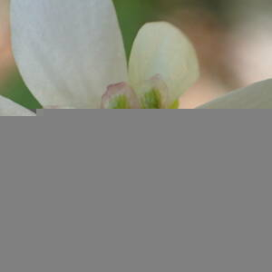 Photographie n°2424504 du taxon Ranunculus platanifolius L.