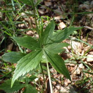 Photographie n°2424506 du taxon Ranunculus platanifolius L.