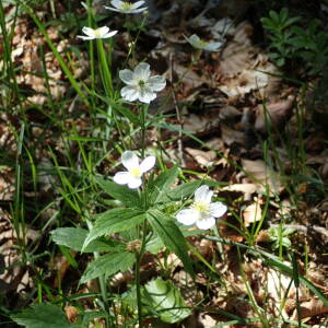 Photographie n°2424507 du taxon Ranunculus platanifolius L.