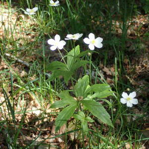 Photographie n°2424508 du taxon Ranunculus platanifolius L.