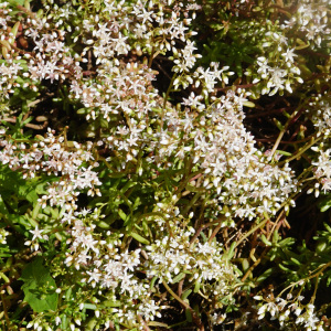 Photographie n°2424520 du taxon Sedum album L. [1753]