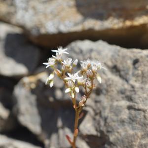 Photographie n°2424524 du taxon Sedum album L. [1753]