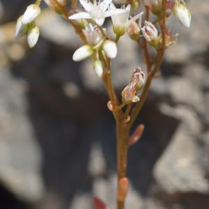 Photographie n°2424525 du taxon Sedum album L. [1753]