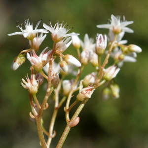 Photographie n°2424529 du taxon Sedum album L. [1753]