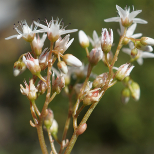 Photographie n°2424530 du taxon Sedum album L. [1753]