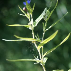 Photographie n°2424555 du taxon Buglossoides purpurocaerulea (L.) I.M.Johnst. [1954]