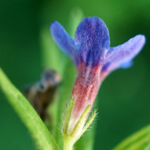 Photographie n°2424559 du taxon Buglossoides purpurocaerulea (L.) I.M.Johnst. [1954]