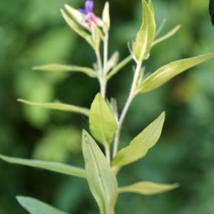 Photographie n°2424560 du taxon Buglossoides purpurocaerulea (L.) I.M.Johnst. [1954]