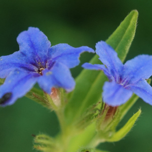 Photographie n°2424561 du taxon Buglossoides purpurocaerulea (L.) I.M.Johnst. [1954]
