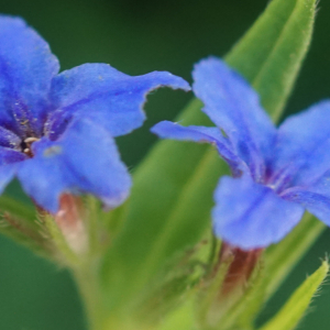 Photographie n°2424562 du taxon Buglossoides purpurocaerulea (L.) I.M.Johnst. [1954]
