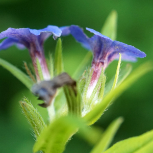 Photographie n°2424565 du taxon Buglossoides purpurocaerulea (L.) I.M.Johnst. [1954]