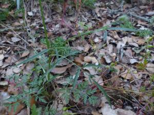 Nans Barthélémy, le 26 mai 2020 (Grignan)