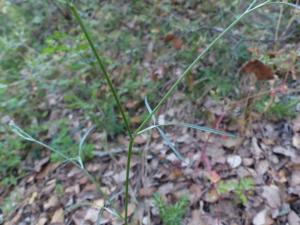 Nans Barthélémy, le 26 mai 2020 (Grignan)