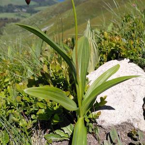 Photographie n°2424603 du taxon Allium victorialis L.