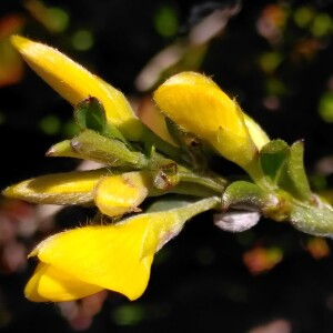 Photographie n°2424608 du taxon Genista pilosa L. [1753]