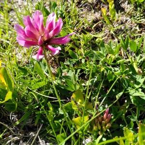 Photographie n°2424609 du taxon Trifolium alpinum L. [1753]