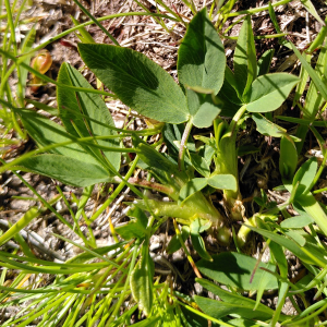Photographie n°2424610 du taxon Trifolium alpinum L. [1753]