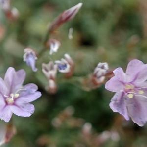  - Limonium pseudominutum Erben [1988]