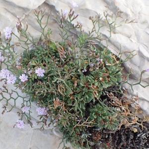  - Limonium pseudominutum Erben [1988]