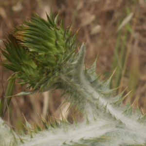 Photographie n°2424677 du taxon Onopordon acanthium sensu auct.