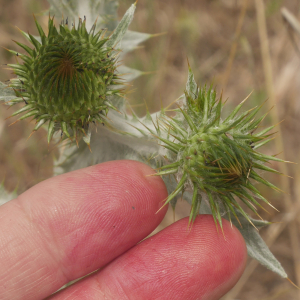 Photographie n°2424678 du taxon Onopordon acanthium sensu auct.