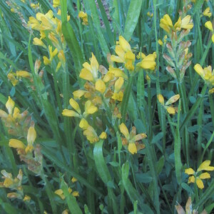 Photographie n°2424687 du taxon Genista sagittalis L. [1753]