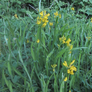 Photographie n°2424688 du taxon Genista sagittalis L. [1753]