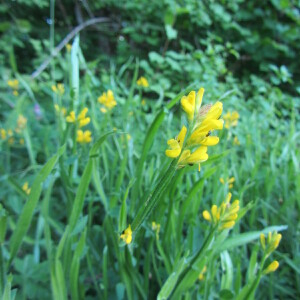 Photographie n°2424689 du taxon Genista sagittalis L. [1753]