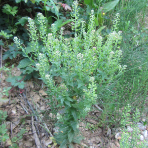 Photographie n°2424690 du taxon Lepidium campestre (L.) R.Br. [1812]