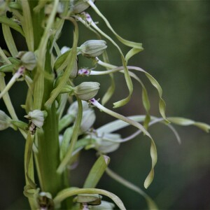 Photographie n°2424718 du taxon Himantoglossum hircinum (L.) Spreng. [1826]