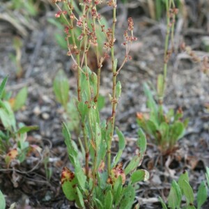 Photographie n°2424749 du taxon Rumex acetosella L. [1753]
