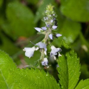 Photographie n°2424750 du taxon Veronica officinalis L. [1753]