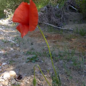 Photographie n°2424778 du taxon Papaver rhoeas L.