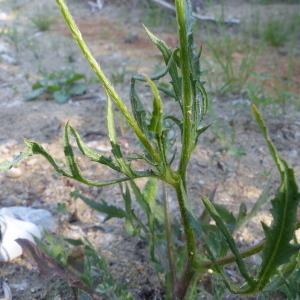 Photographie n°2424780 du taxon Papaver rhoeas L.