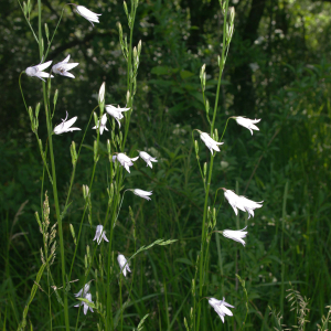 Photographie n°2424781 du taxon Campanula rapunculus L. [1753]