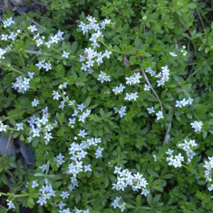 Photographie n°2424783 du taxon Galium saxatile L. [1753]