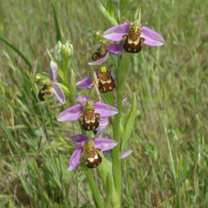 Photographie n°2424787 du taxon Ophrys apifera Huds. [1762]