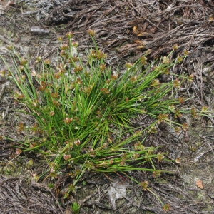 Photographie n°2424797 du taxon Juncus bufonius L. [1753]