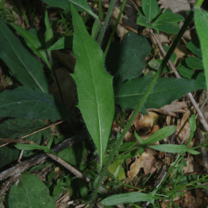 Photographie n°2424808 du taxon Hieracium laevigatum Willd. [1803]