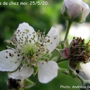 Photographie n°2424816 du taxon Rubus fruticosus L. [1753]