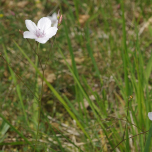 Photographie n°2424818 du taxon Linum tenuifolium L. [1753]