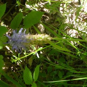 Photographie n°2424828 du taxon Phyteuma spicatum L. [1753]