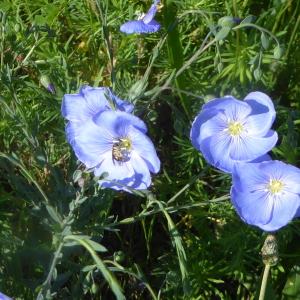 Photographie n°2424831 du taxon Linum L. [1753]