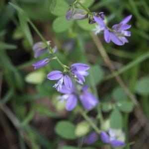 Photographie n°2424840 du taxon Polygala vulgaris L. [1753]