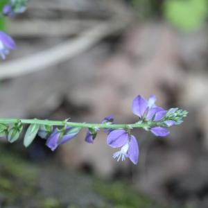 Photographie n°2424842 du taxon Polygala vulgaris L. [1753]